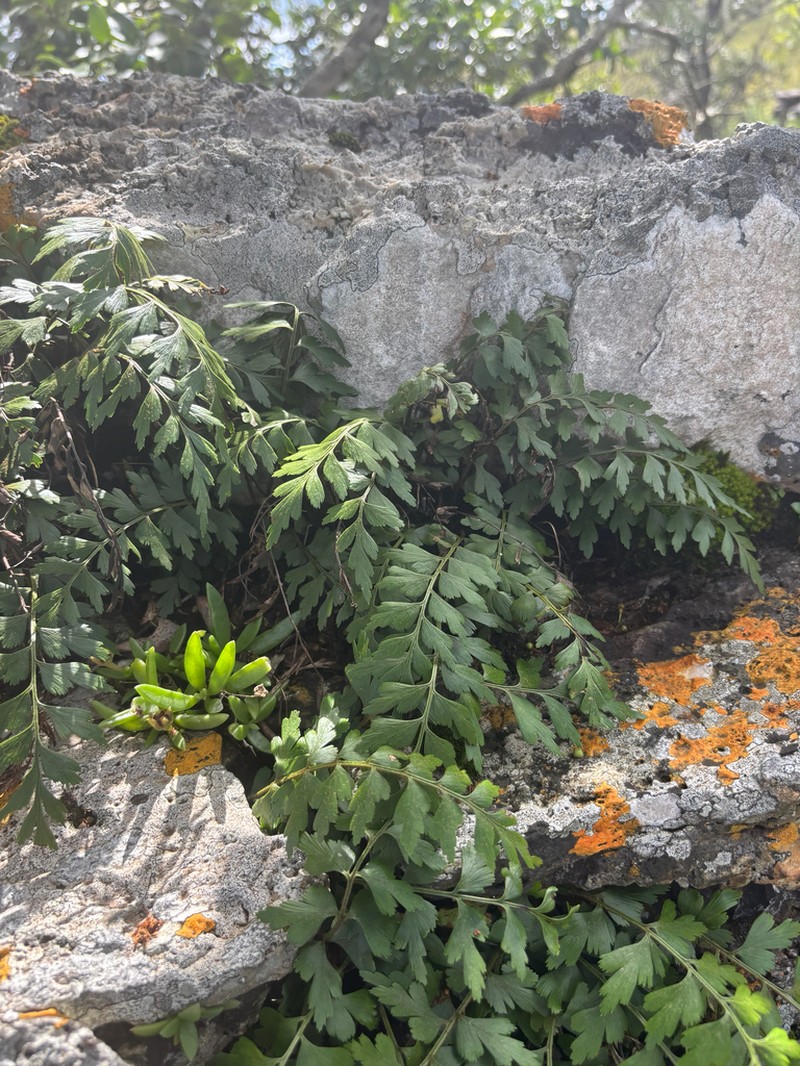 Asplenium dodecaploideum photo 4