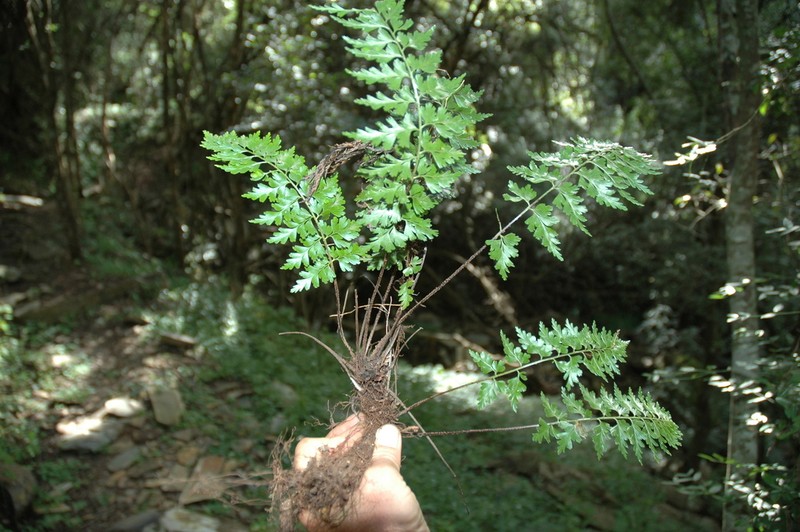 Asplenium dodecaploideum photo 5
