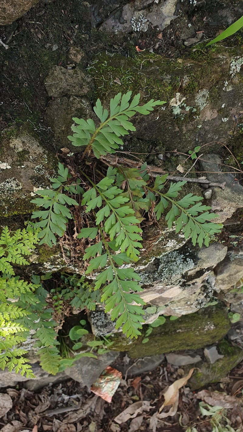 Asplenium dodecaploideum photo 8