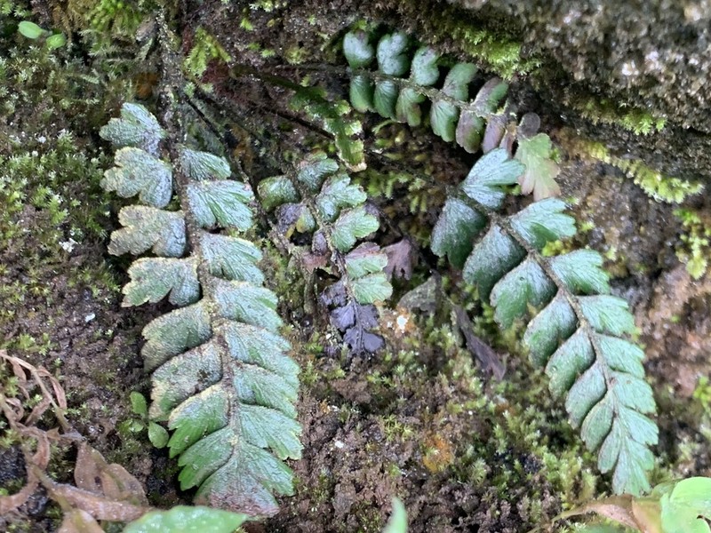 Asplenium dodecaploideum