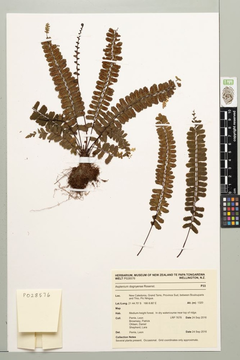 Asplenium dognyense photo 3