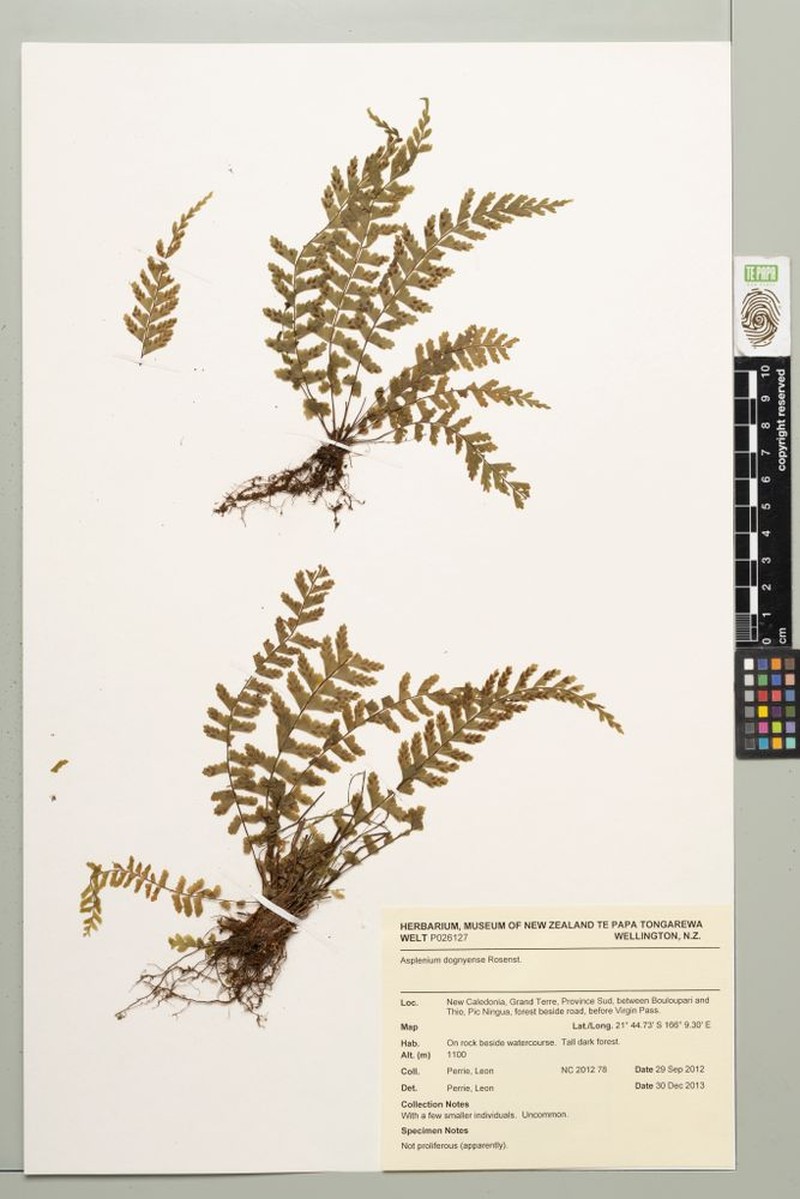 Asplenium dognyense photo 4