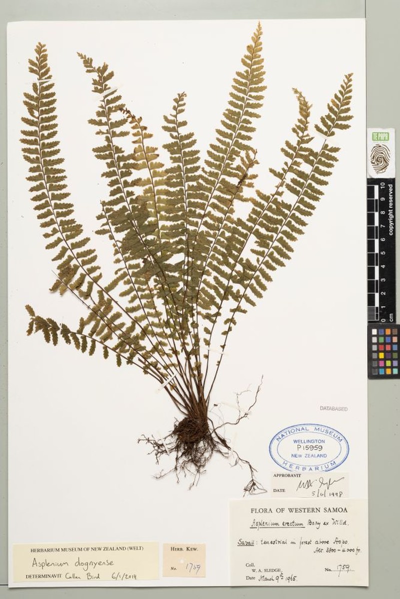 Asplenium dognyense photo 5