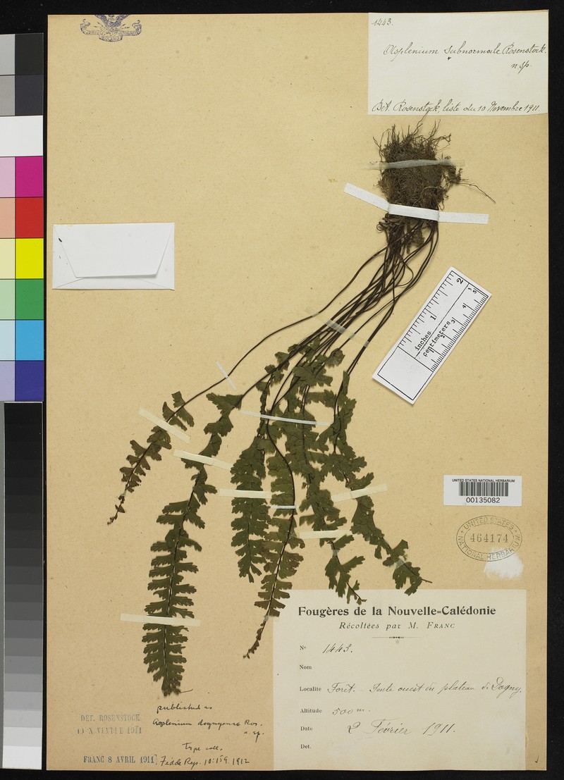Asplenium dognyense