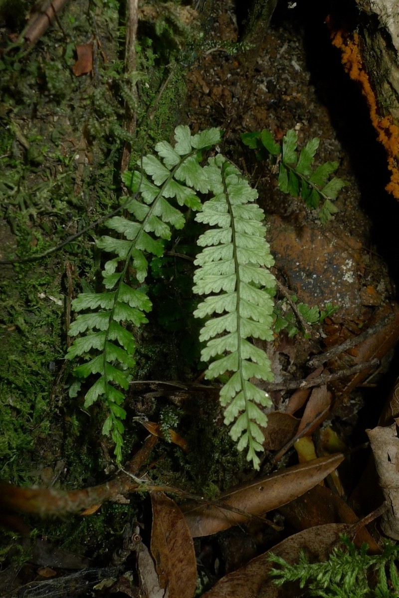 Asplenium dognyense