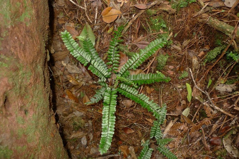 Asplenium dognyense photo 2