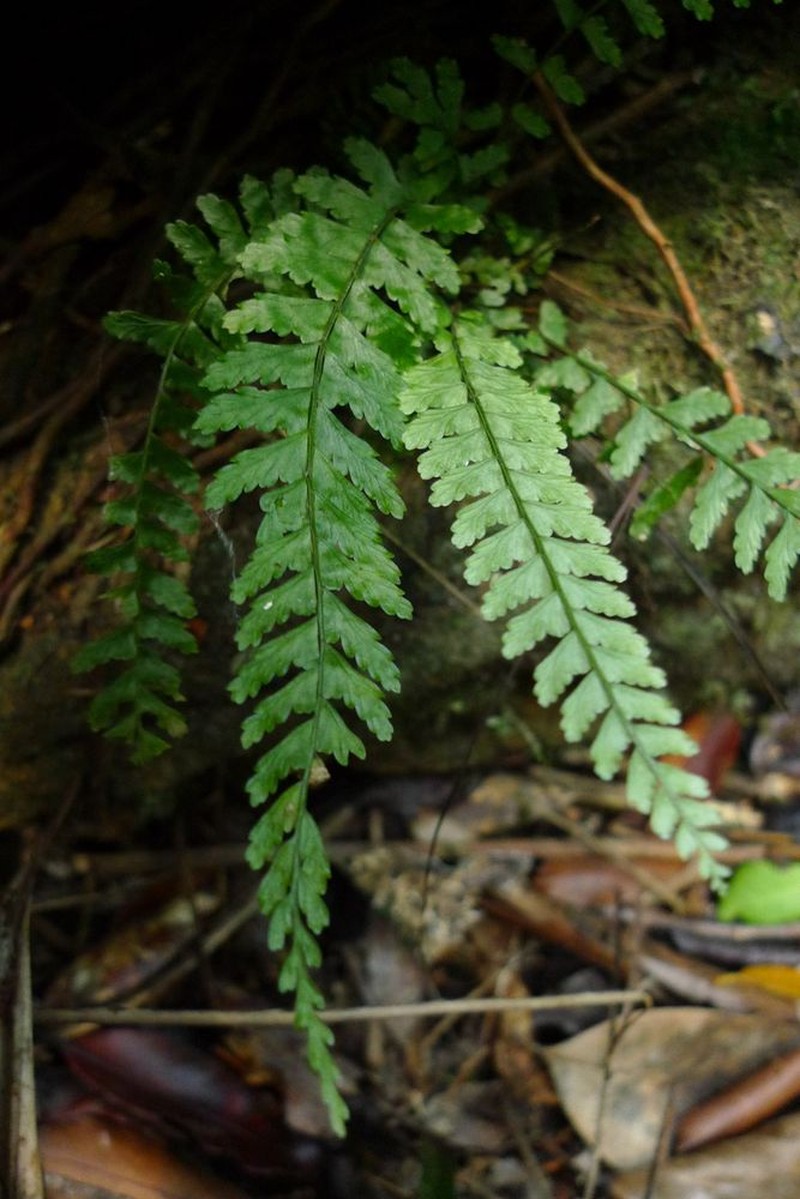 Asplenium dognyense photo 3