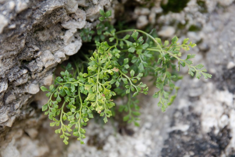 Asplenium dolomiticum