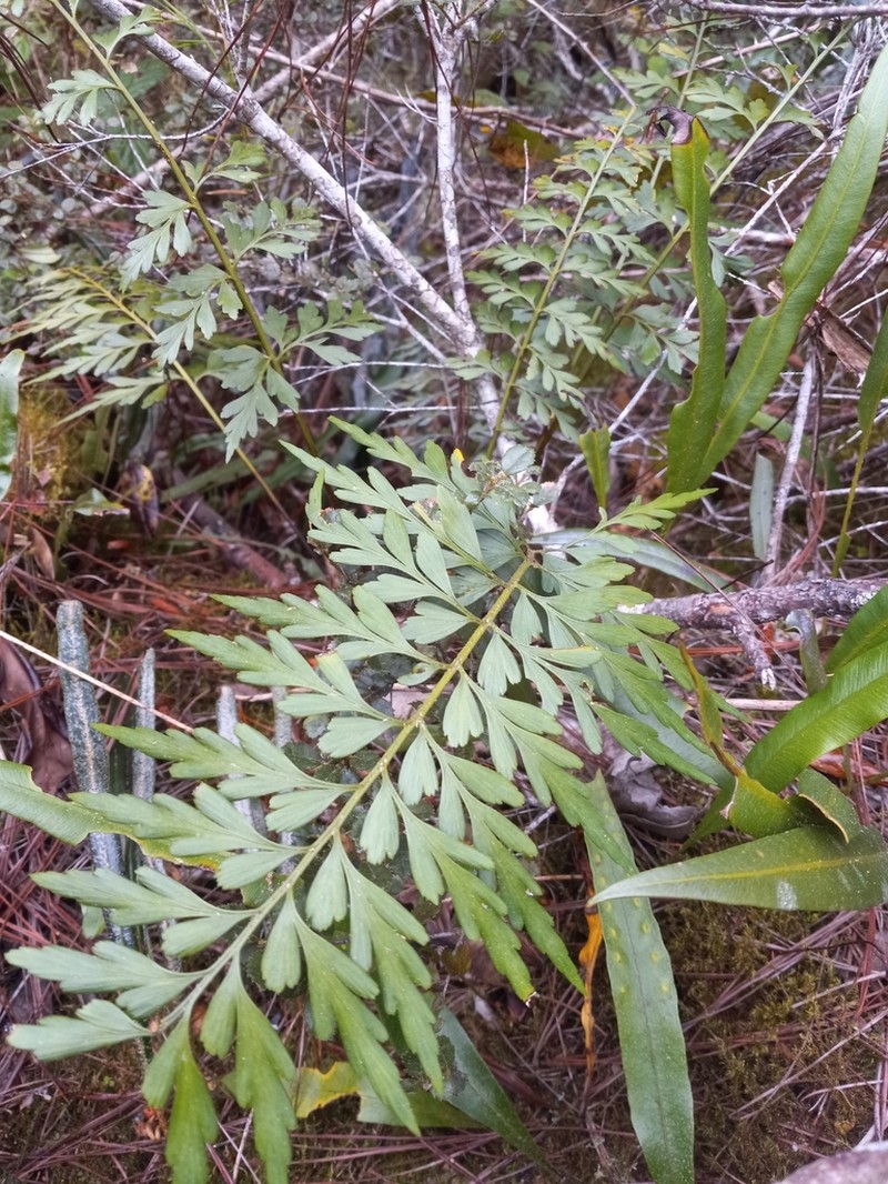 Asplenium domingense