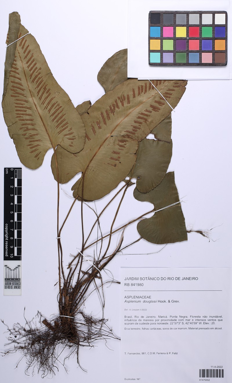 Asplenium douglasii