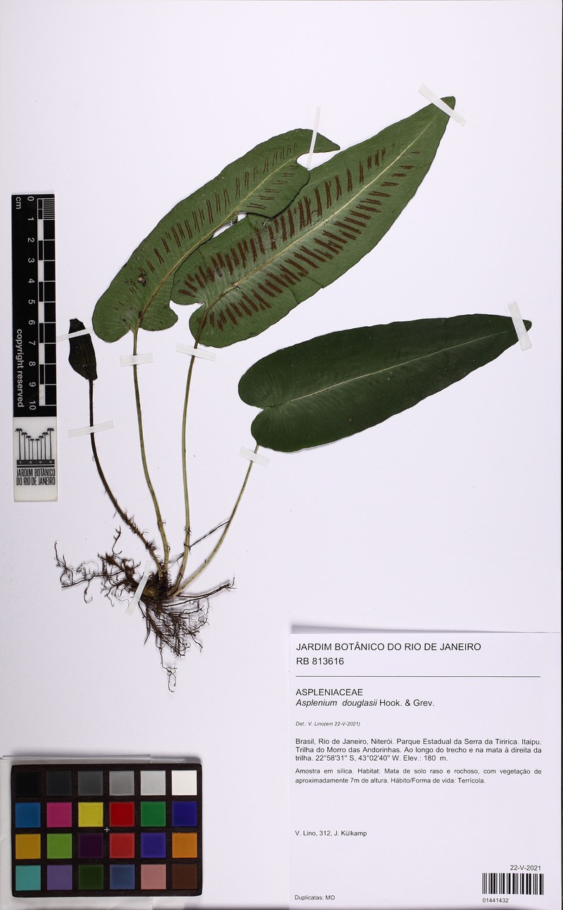 Asplenium douglasii photo 2