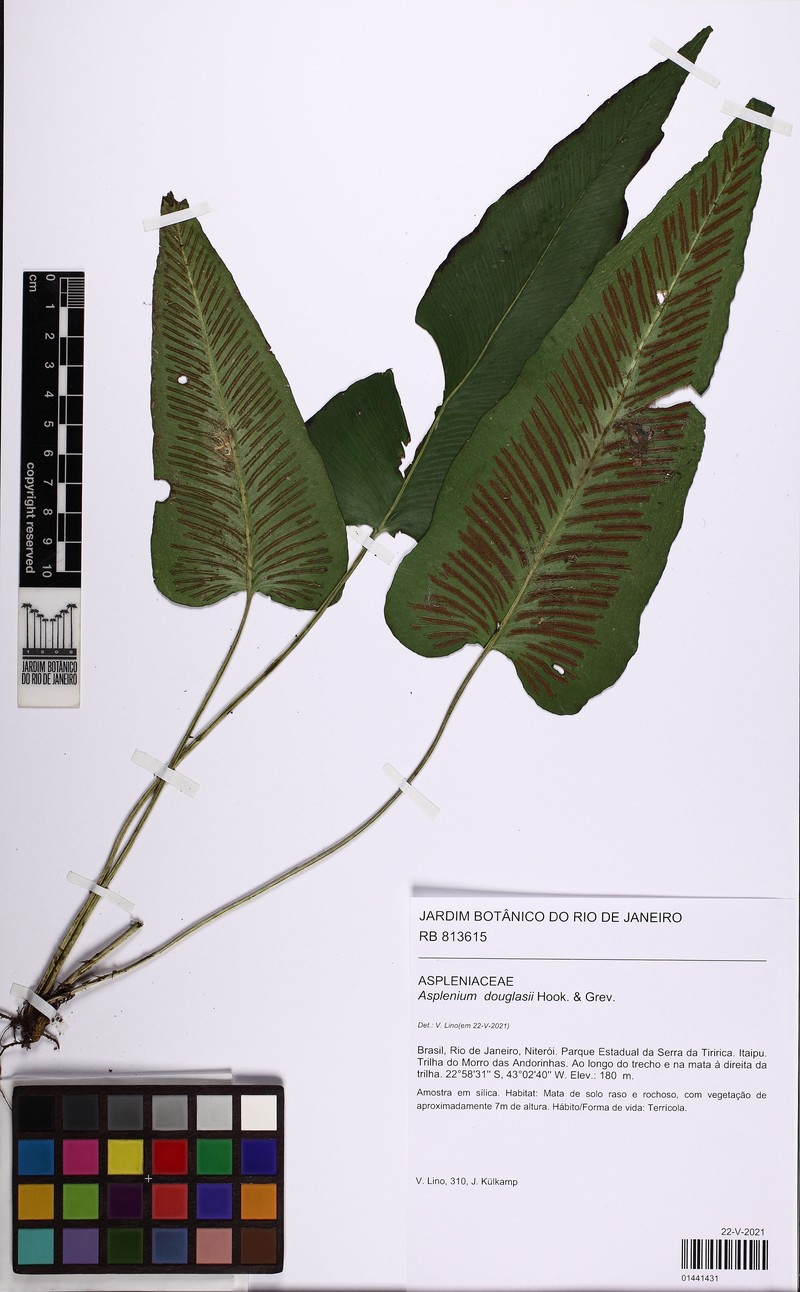 Asplenium douglasii photo 3