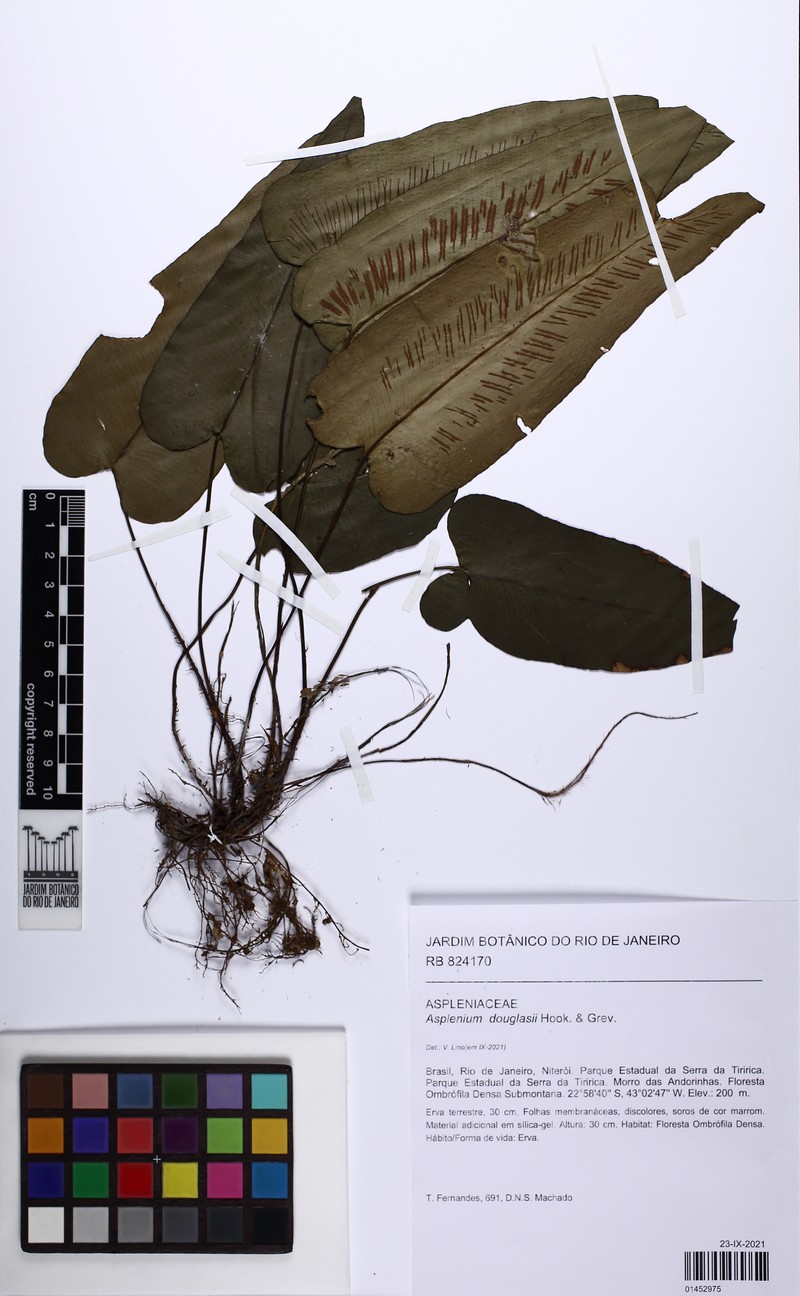 Asplenium douglasii photo 4