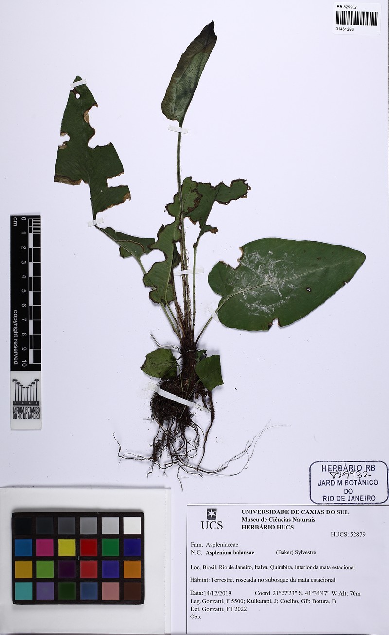 Asplenium douglasii photo 5