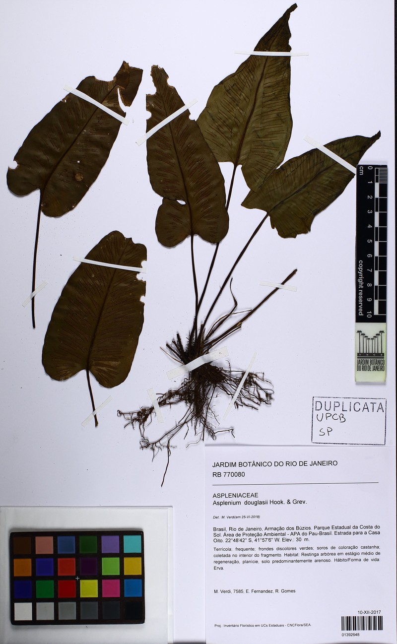 Asplenium douglasii photo 6