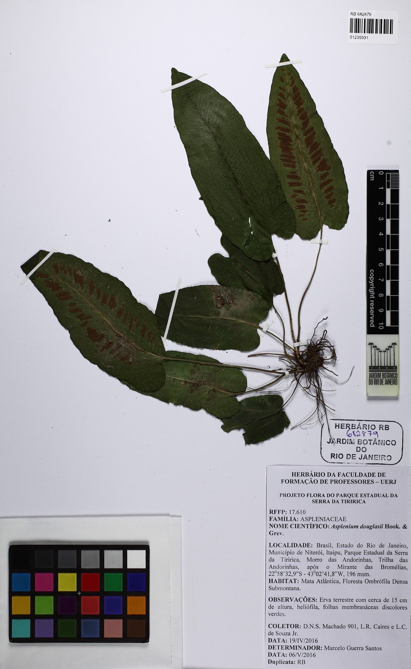Asplenium douglasii photo 7