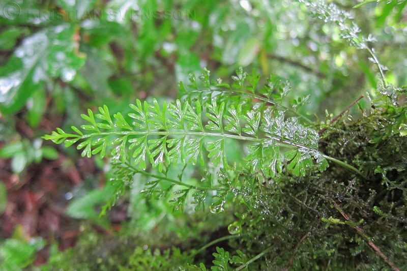Asplenium dregeanum photo 2