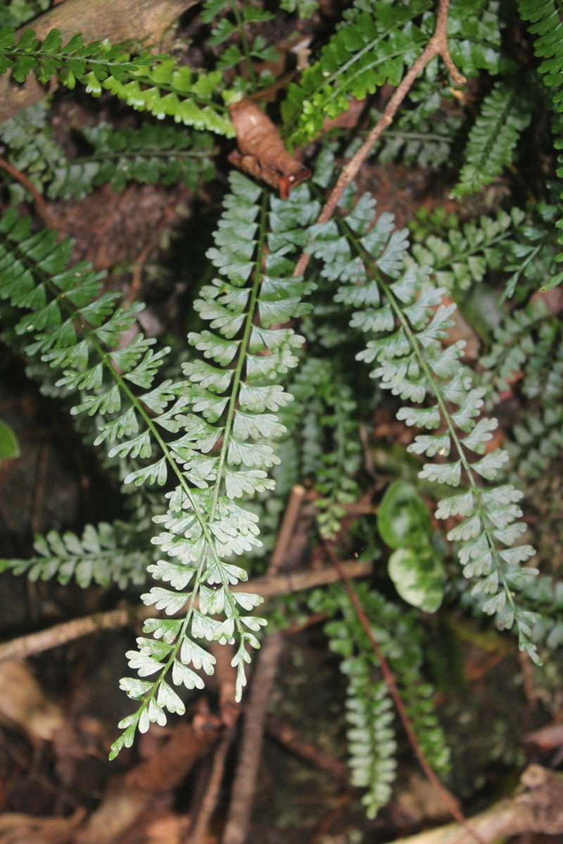 Asplenium dregeanum photo 3