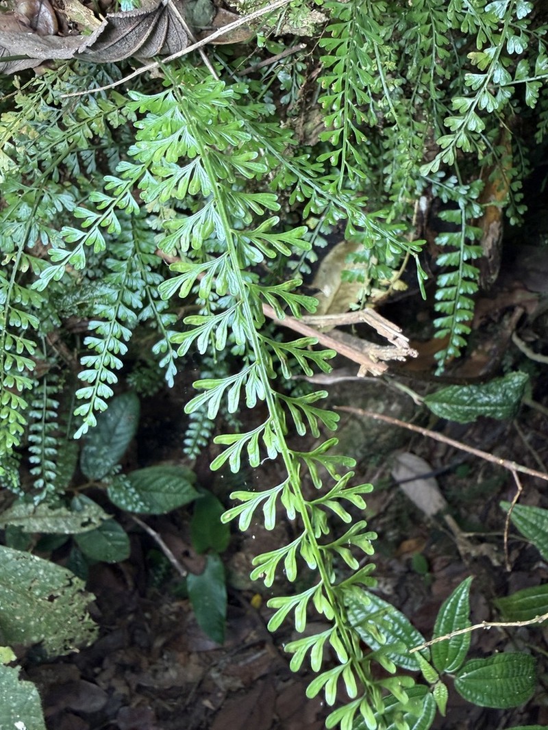 Asplenium dregeanum photo 4