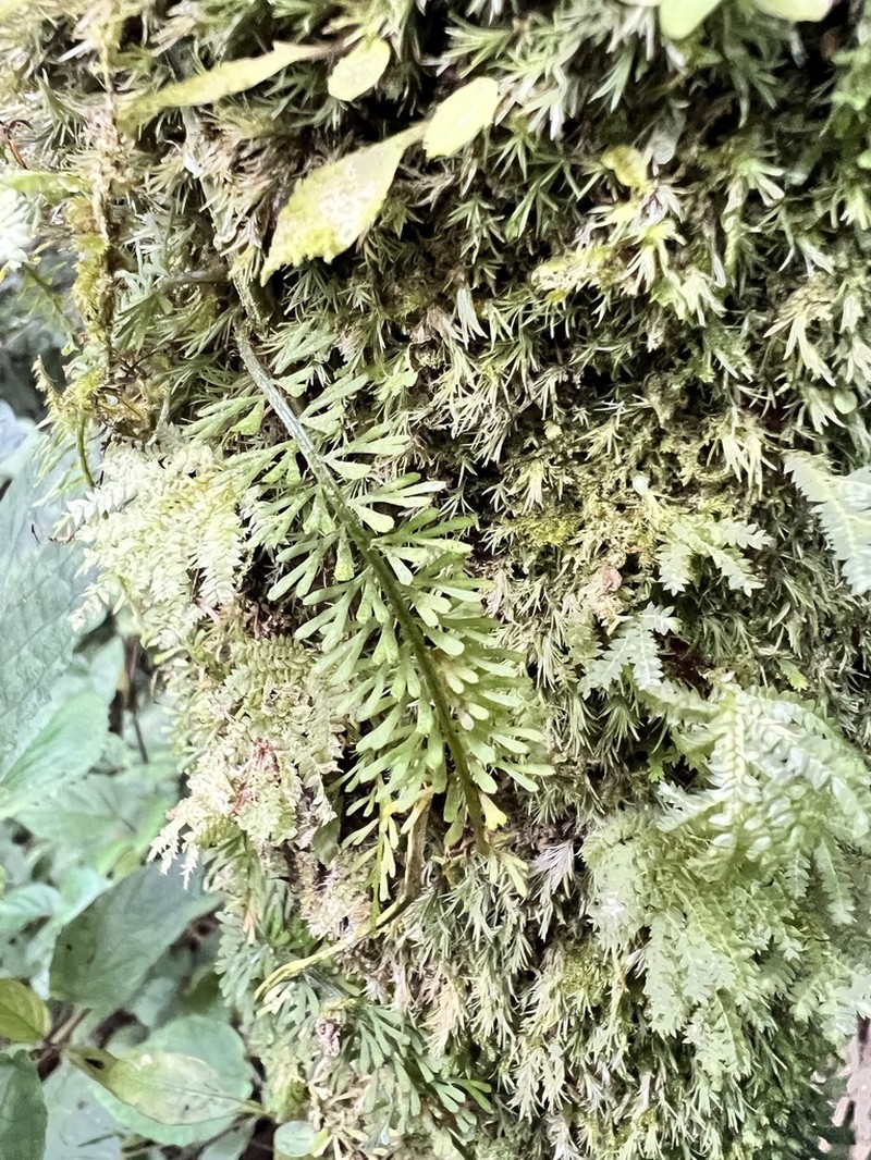 Asplenium dregeanum photo 5