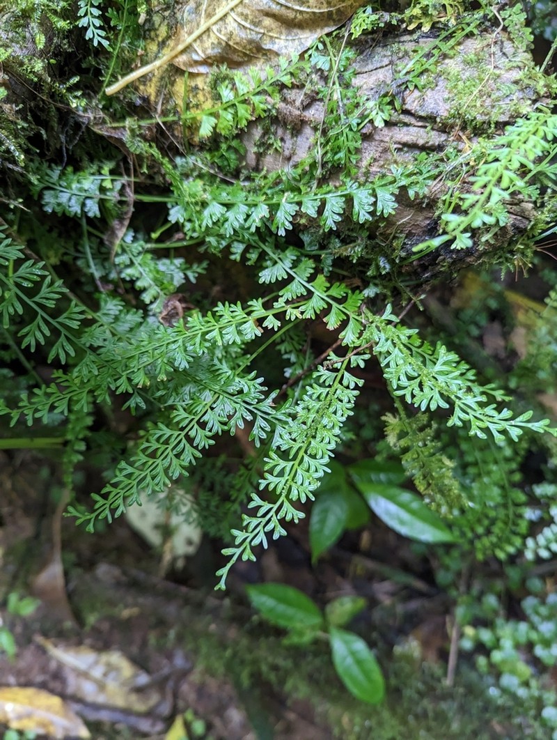 Asplenium dregeanum photo 6