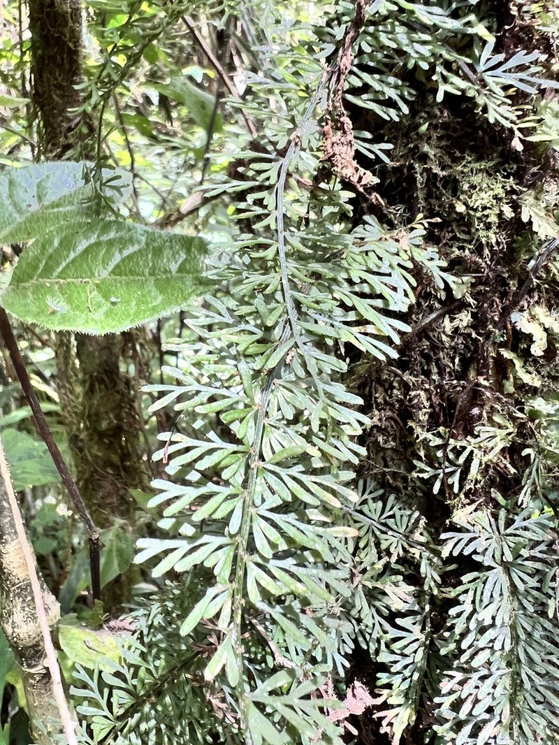 Asplenium dregeanum photo 7
