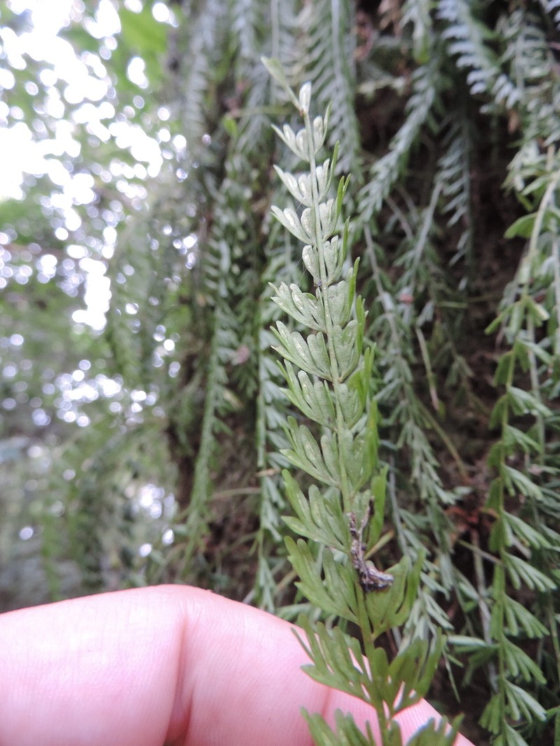 Asplenium dregeanum photo 8