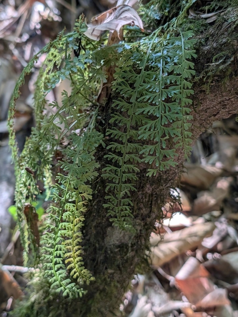 Asplenium dregeanum