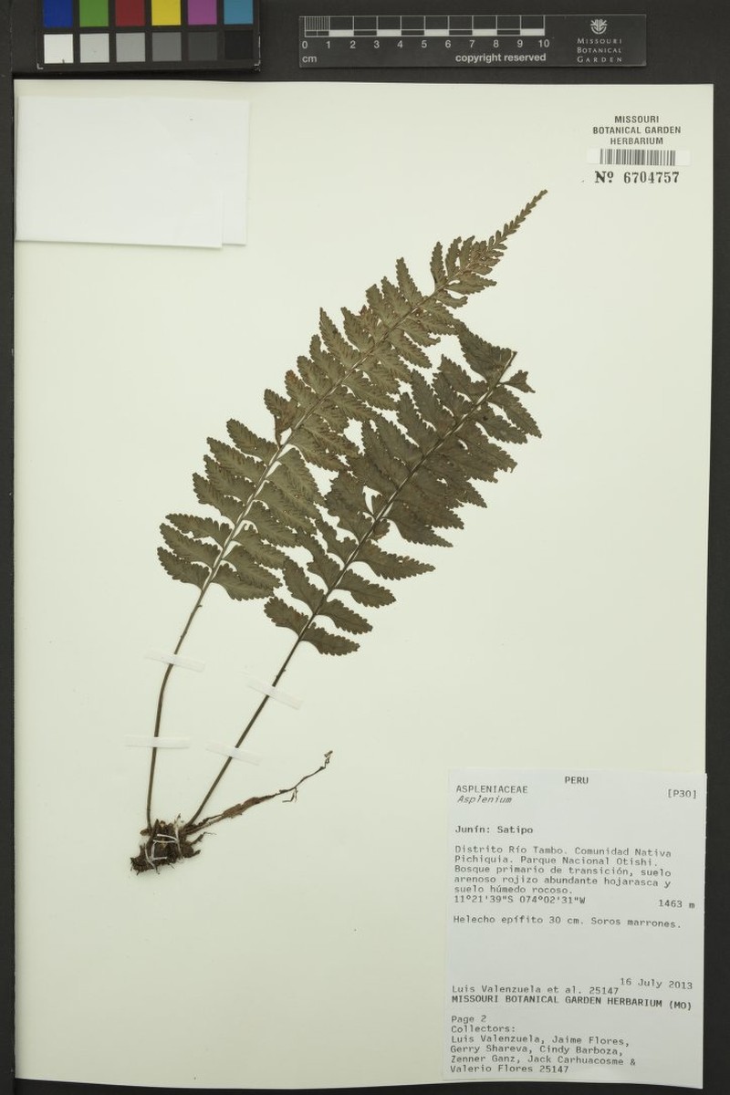 Asplenium drepanophyllum