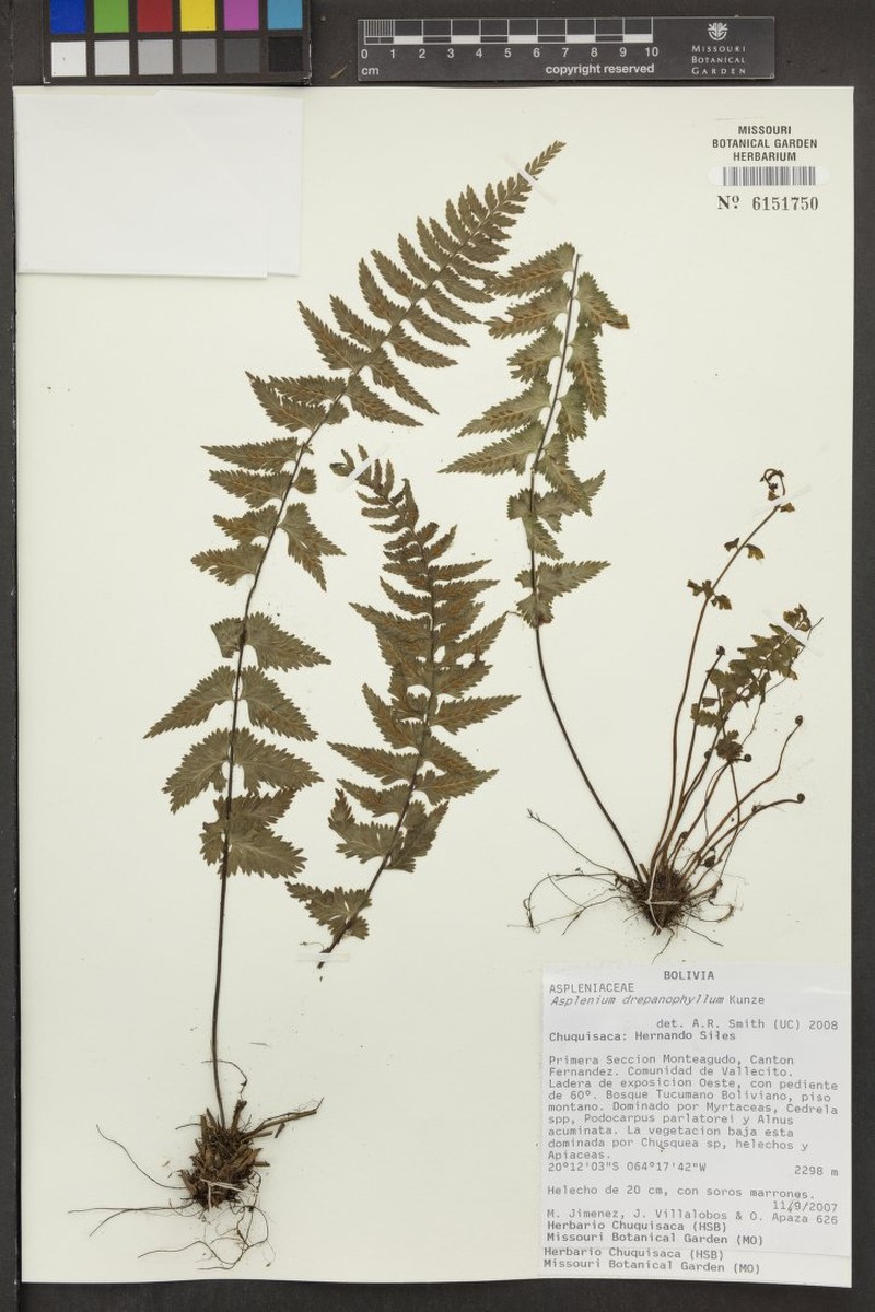 Asplenium drepanophyllum photo 2