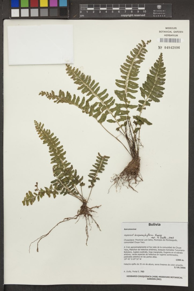 Asplenium drepanophyllum photo 3