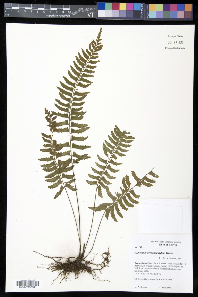 Asplenium drepanophyllum