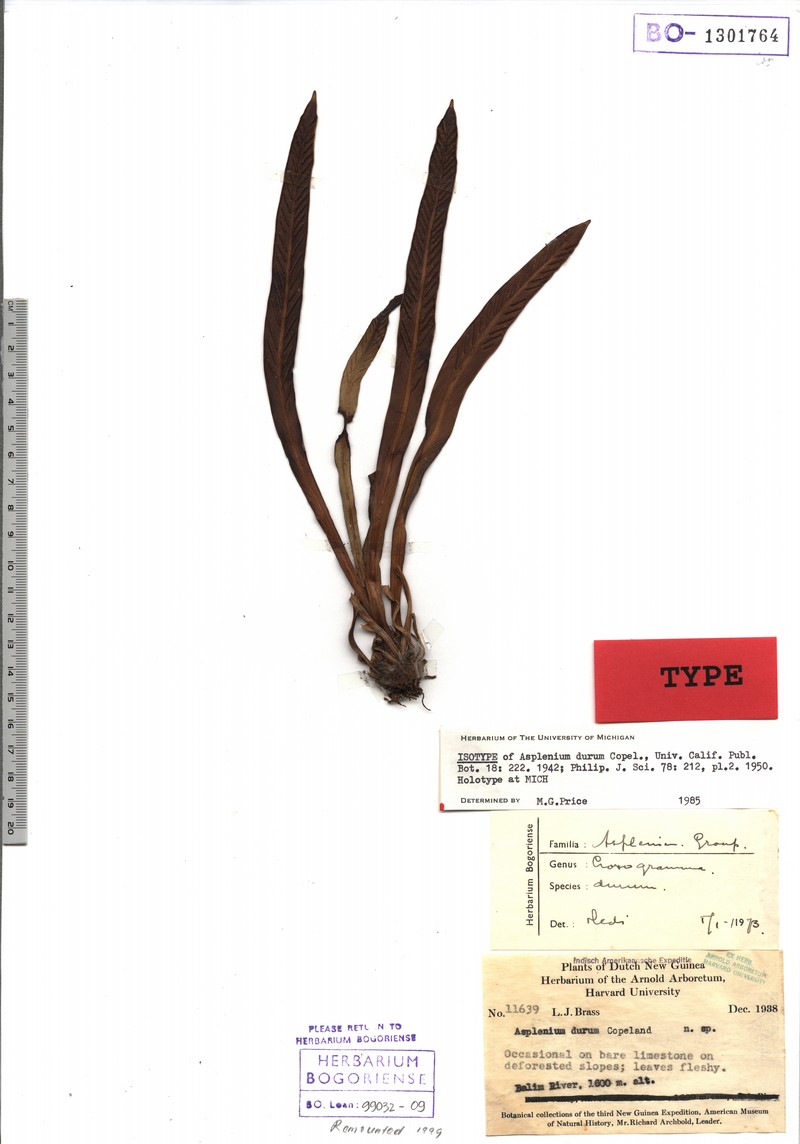 Asplenium durum