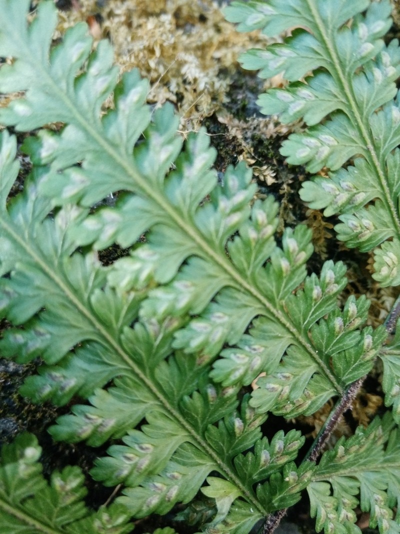 Asplenium eatonii photo 2