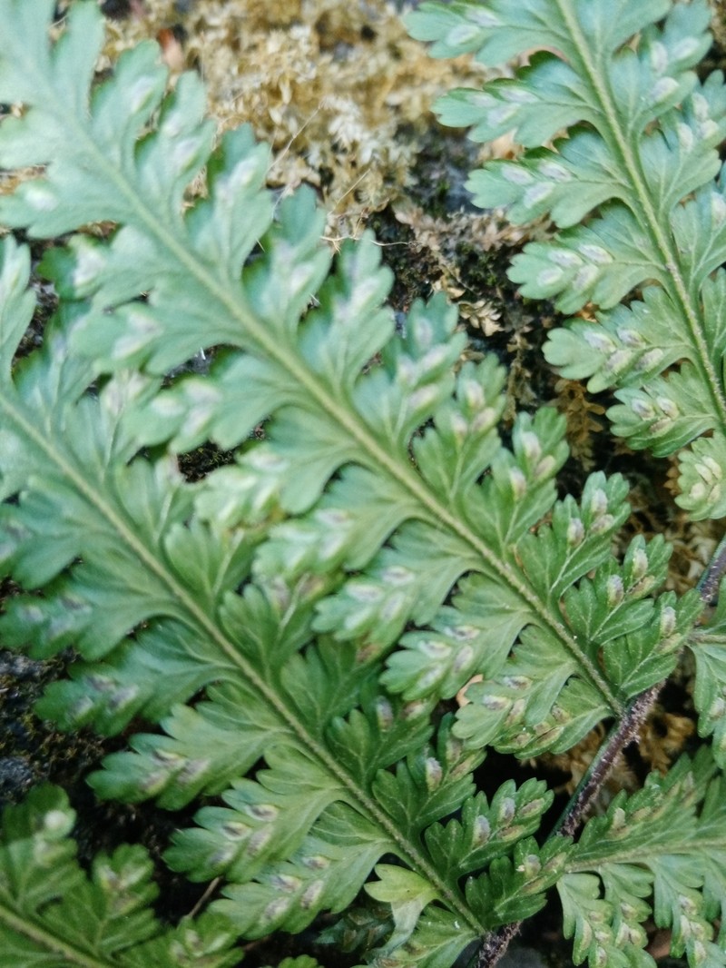 Asplenium eatonii photo 3