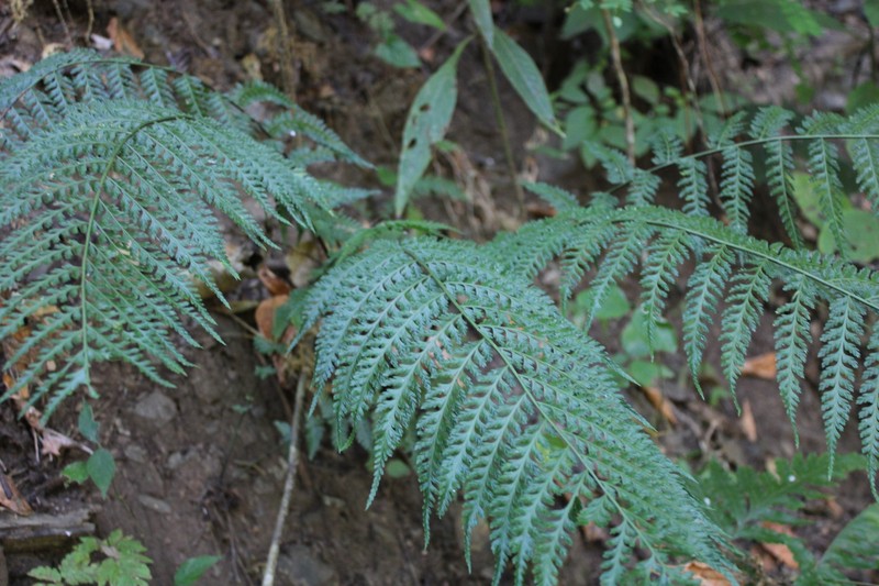 Asplenium eatonii photo 4