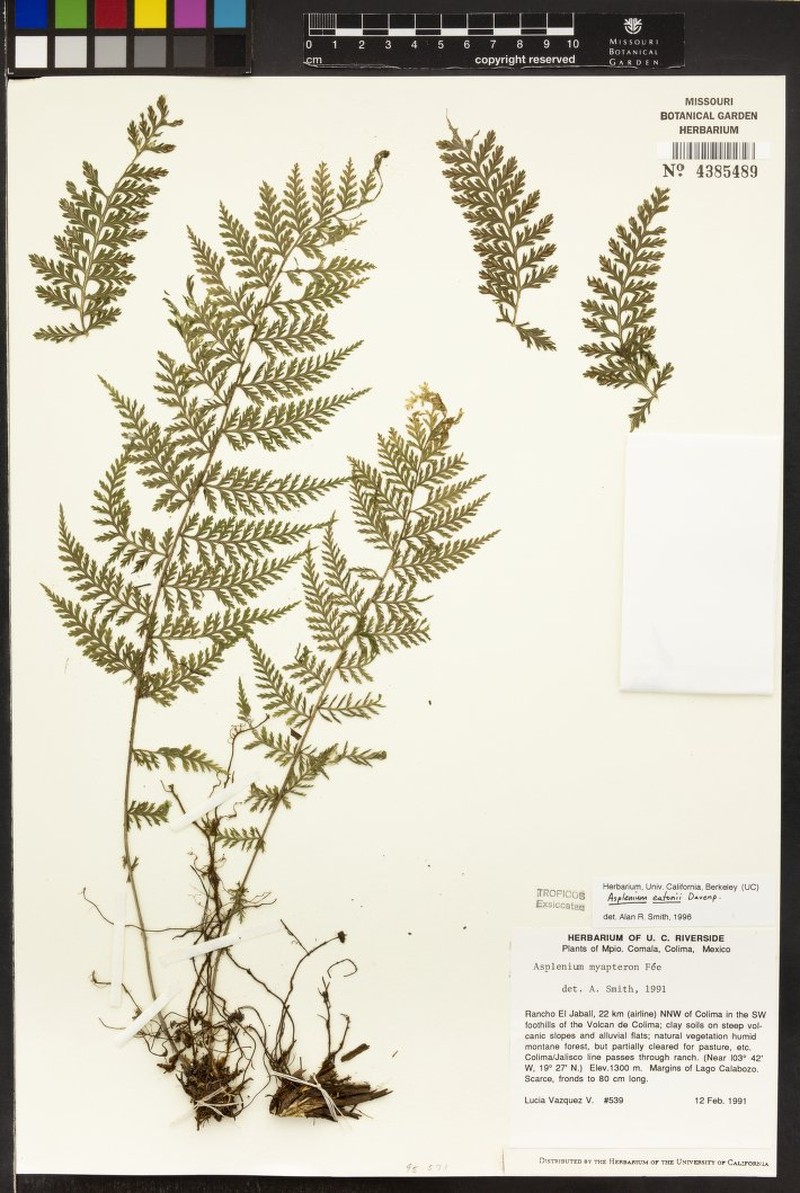 Asplenium eatonii photo 5