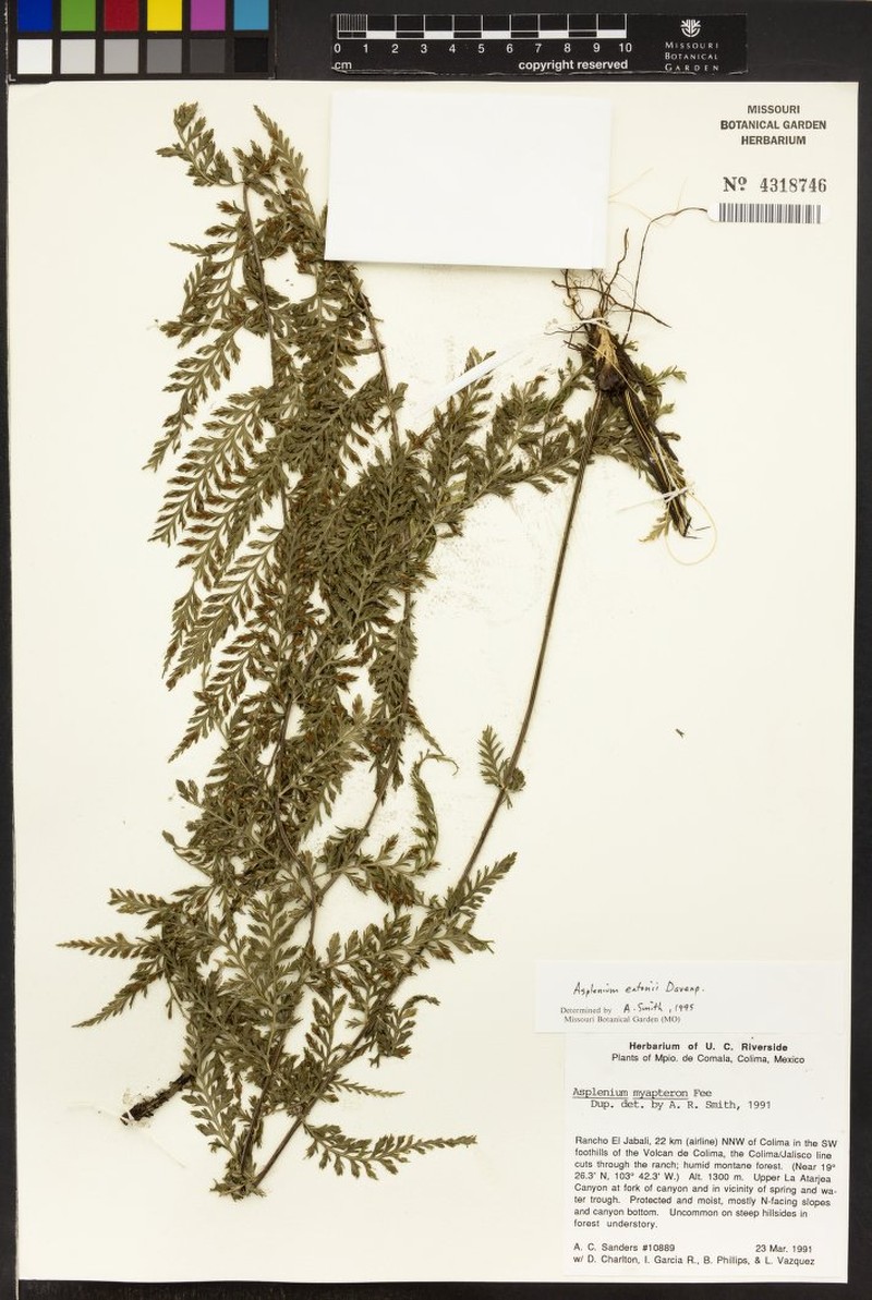 Asplenium eatonii photo 6