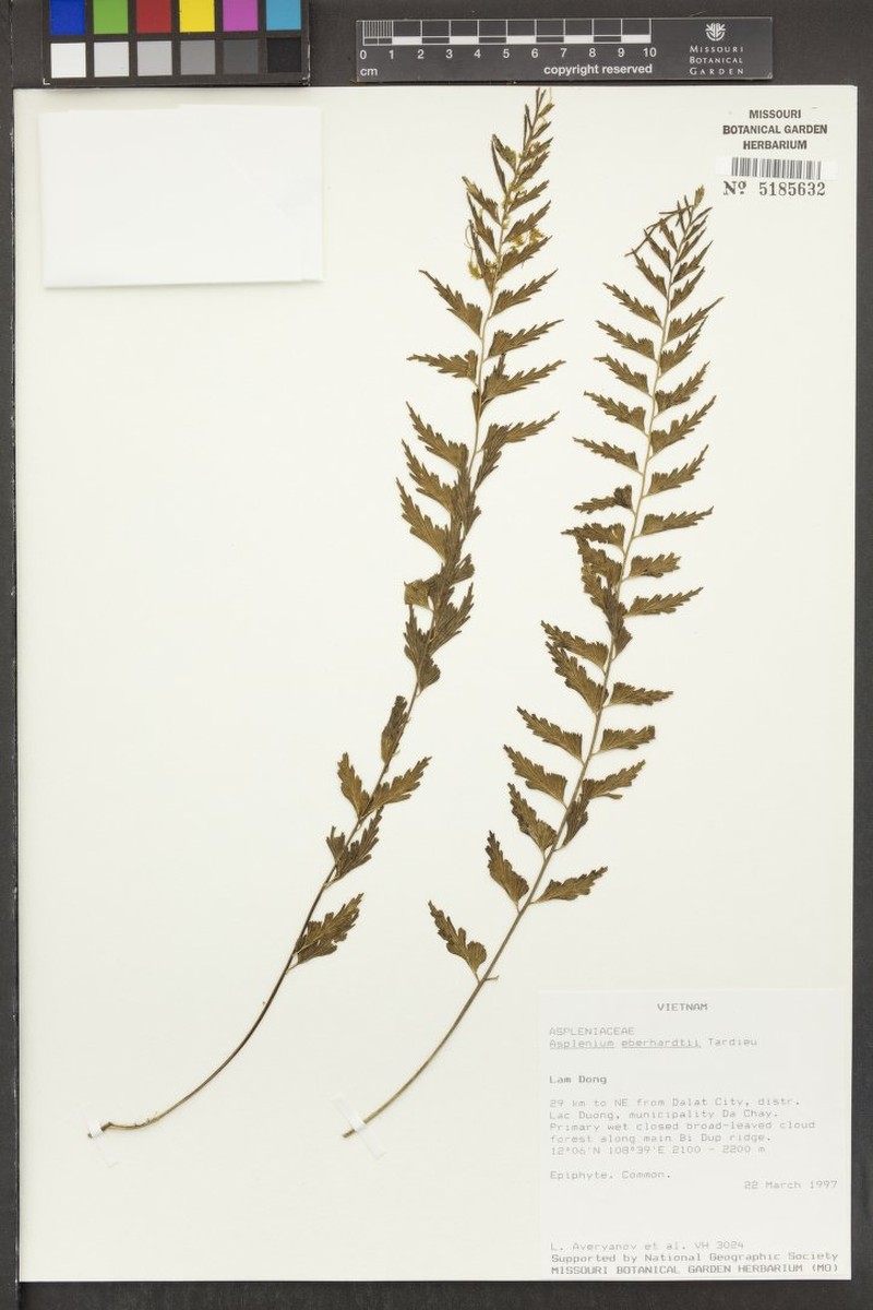Asplenium eberhardtii photo 2