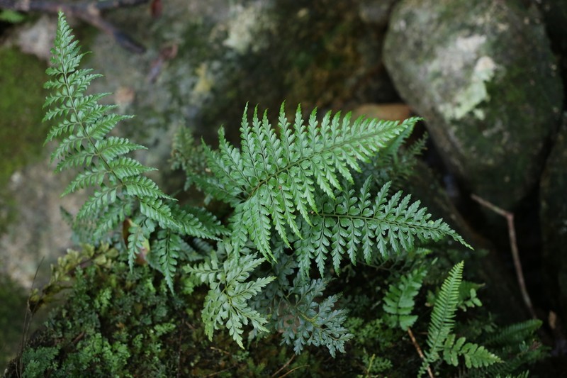 Asplenium eberhardtii