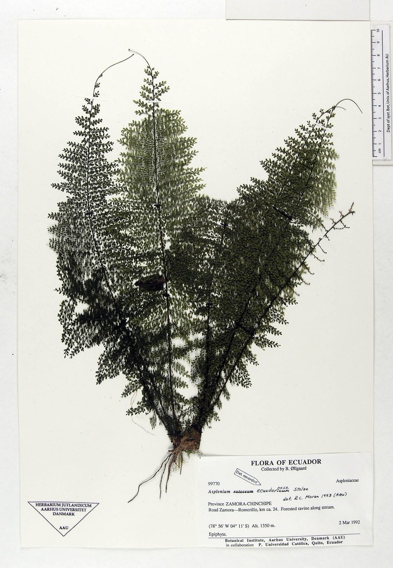 Asplenium ecuadorense
