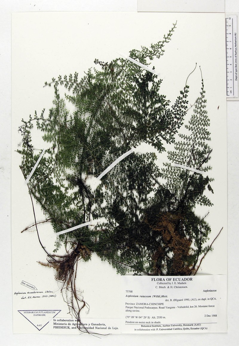 Asplenium ecuadorense photo 2