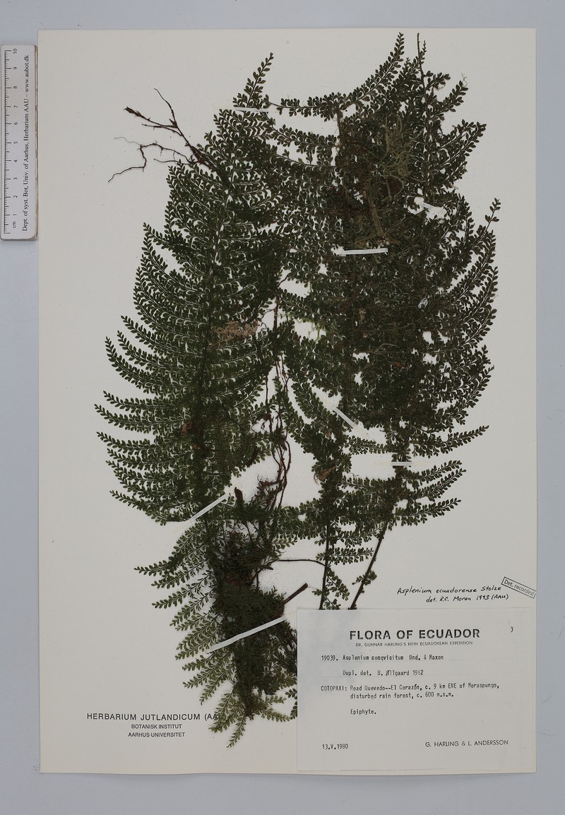 Asplenium ecuadorense photo 3