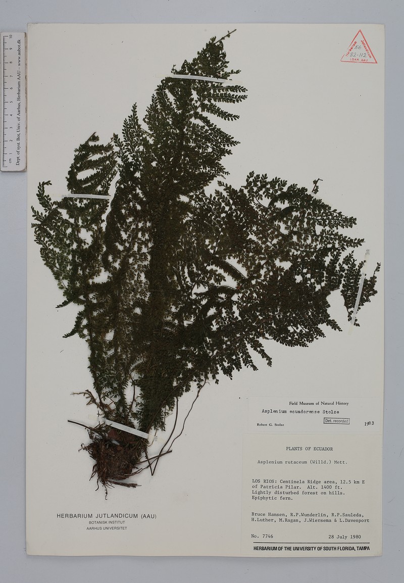 Asplenium ecuadorense photo 4