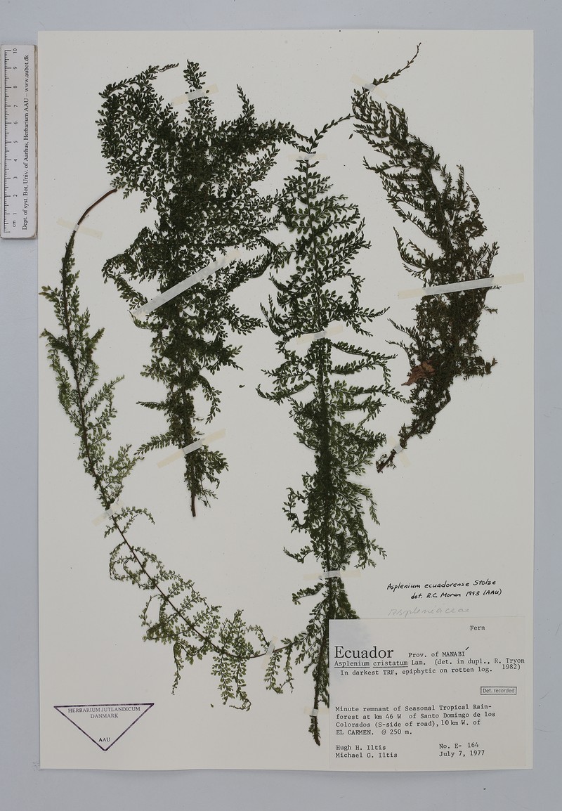 Asplenium ecuadorense photo 5