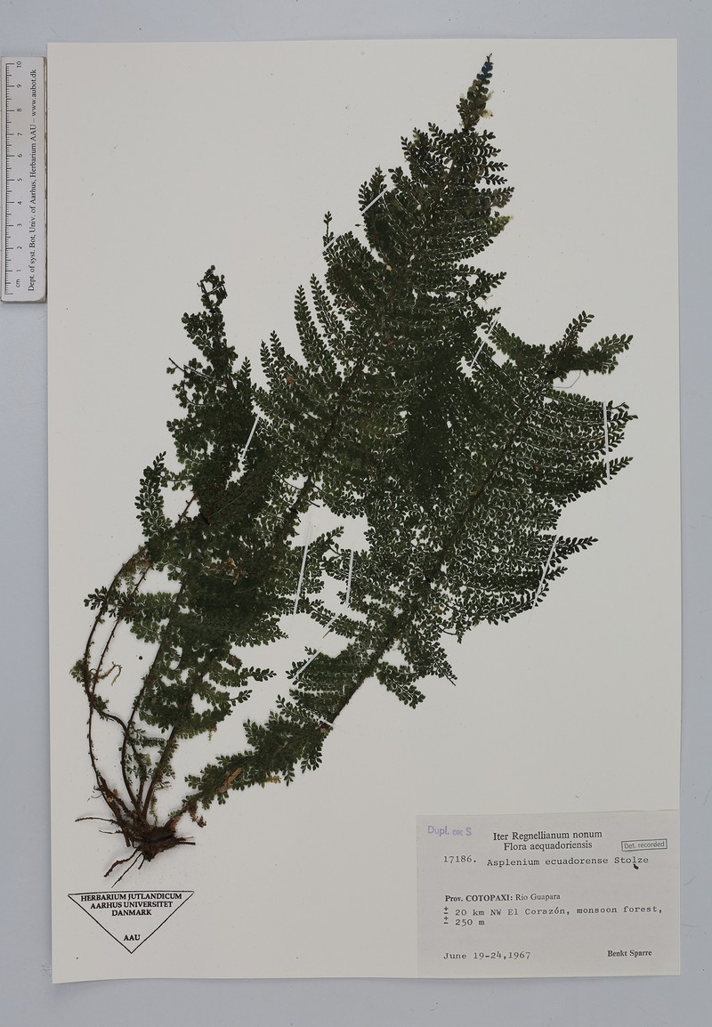 Asplenium ecuadorense photo 6