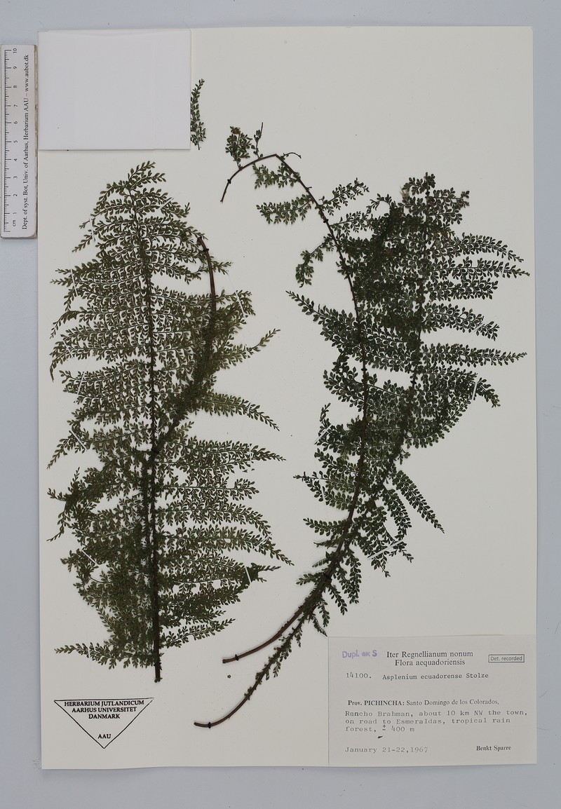 Asplenium ecuadorense photo 7