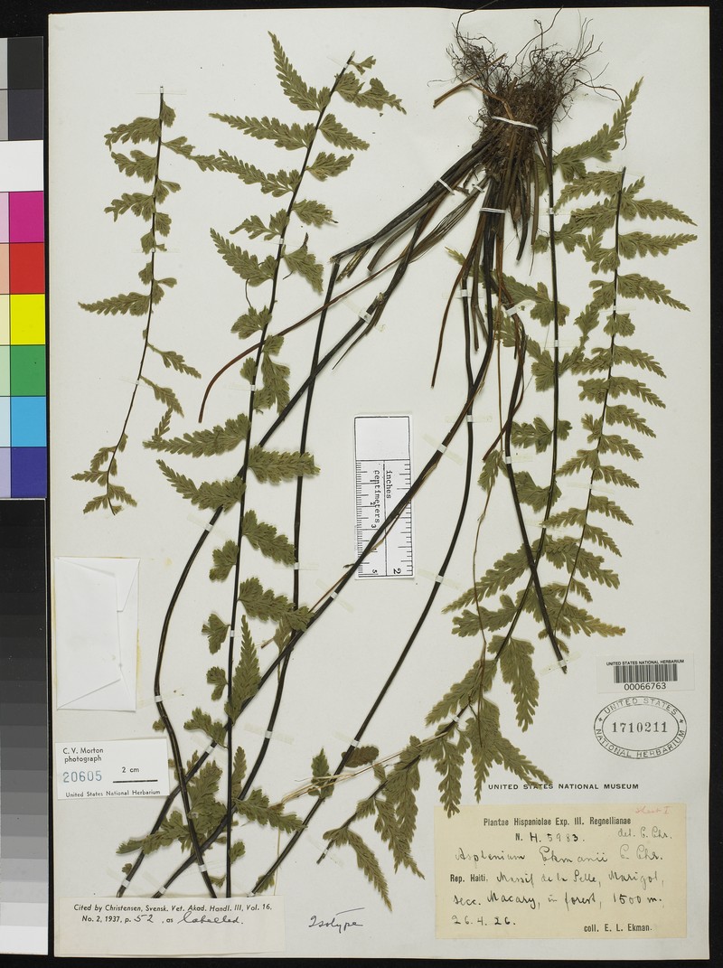 Asplenium ekmanii