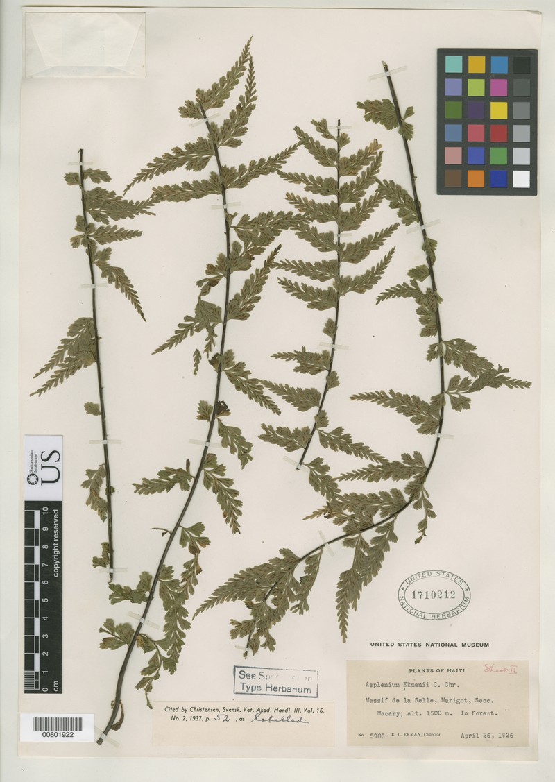 Asplenium ekmanii photo 2