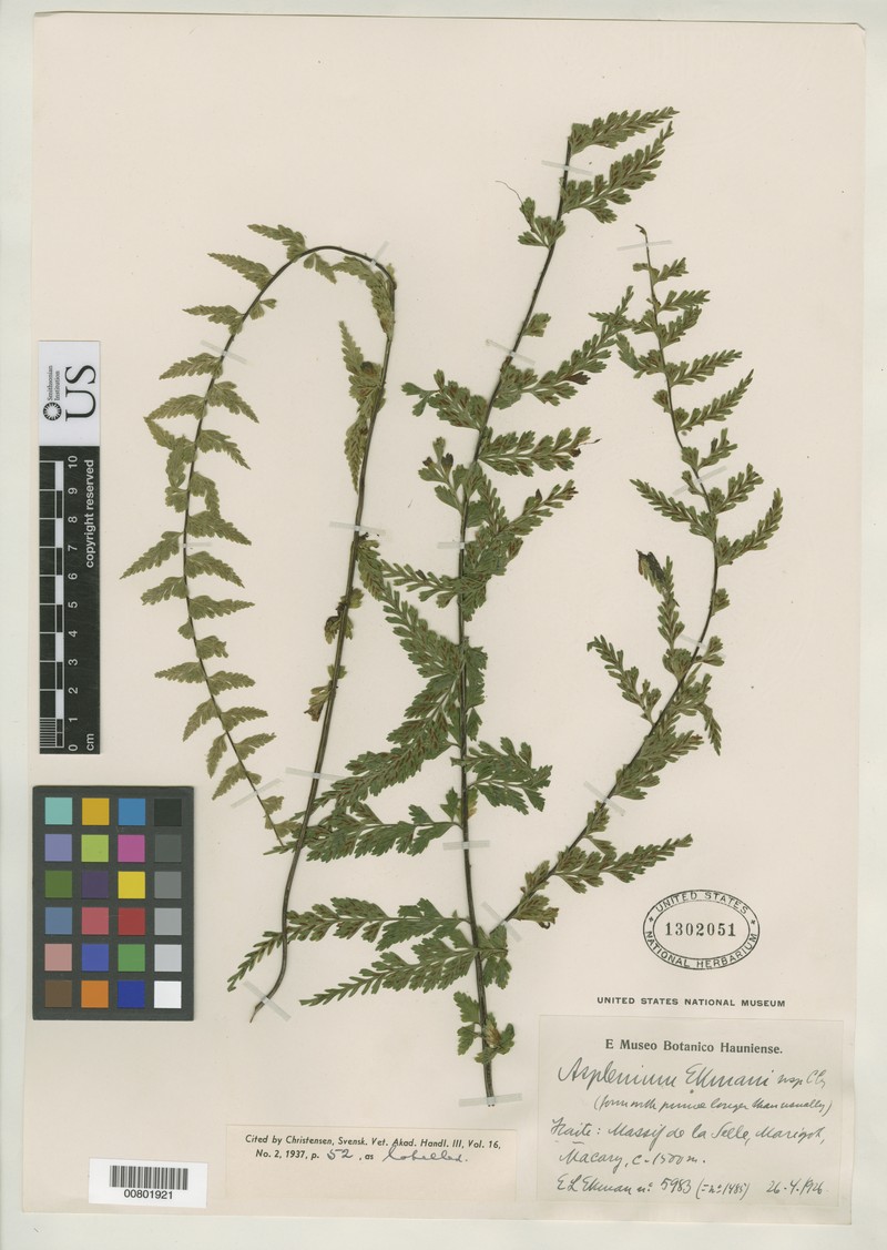 Asplenium ekmanii photo 3